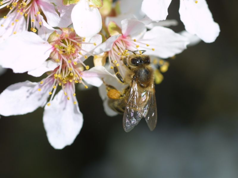 World Bee Day – Supporting our pollinatorsBanner