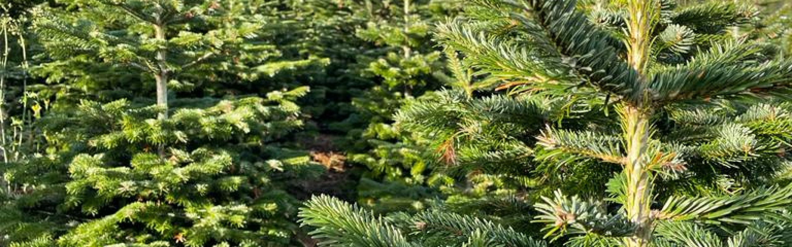 Christmas Trees For SaleBanner