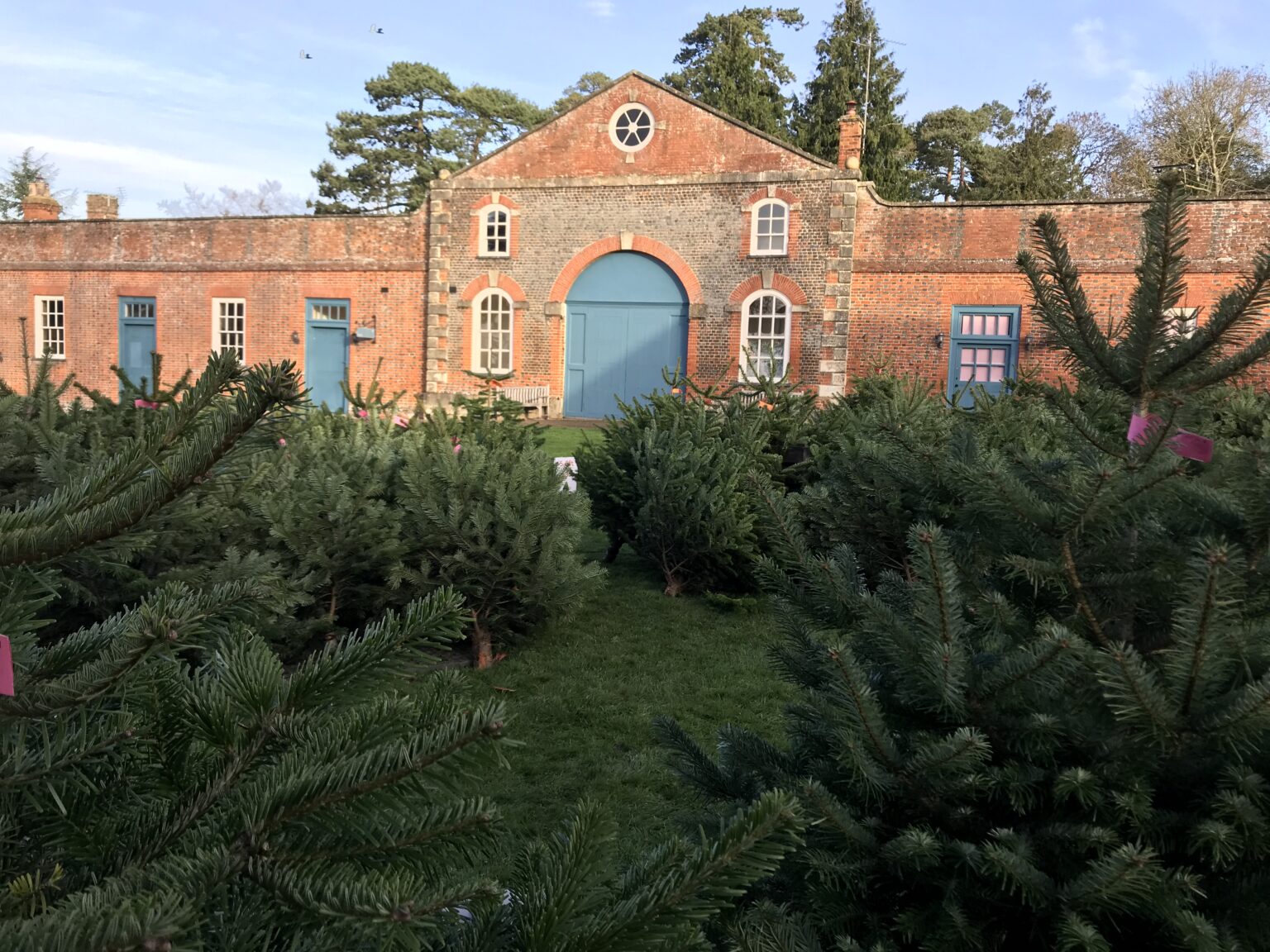 Nordmann Fir Christmas Trees & Stands Claydon Estate