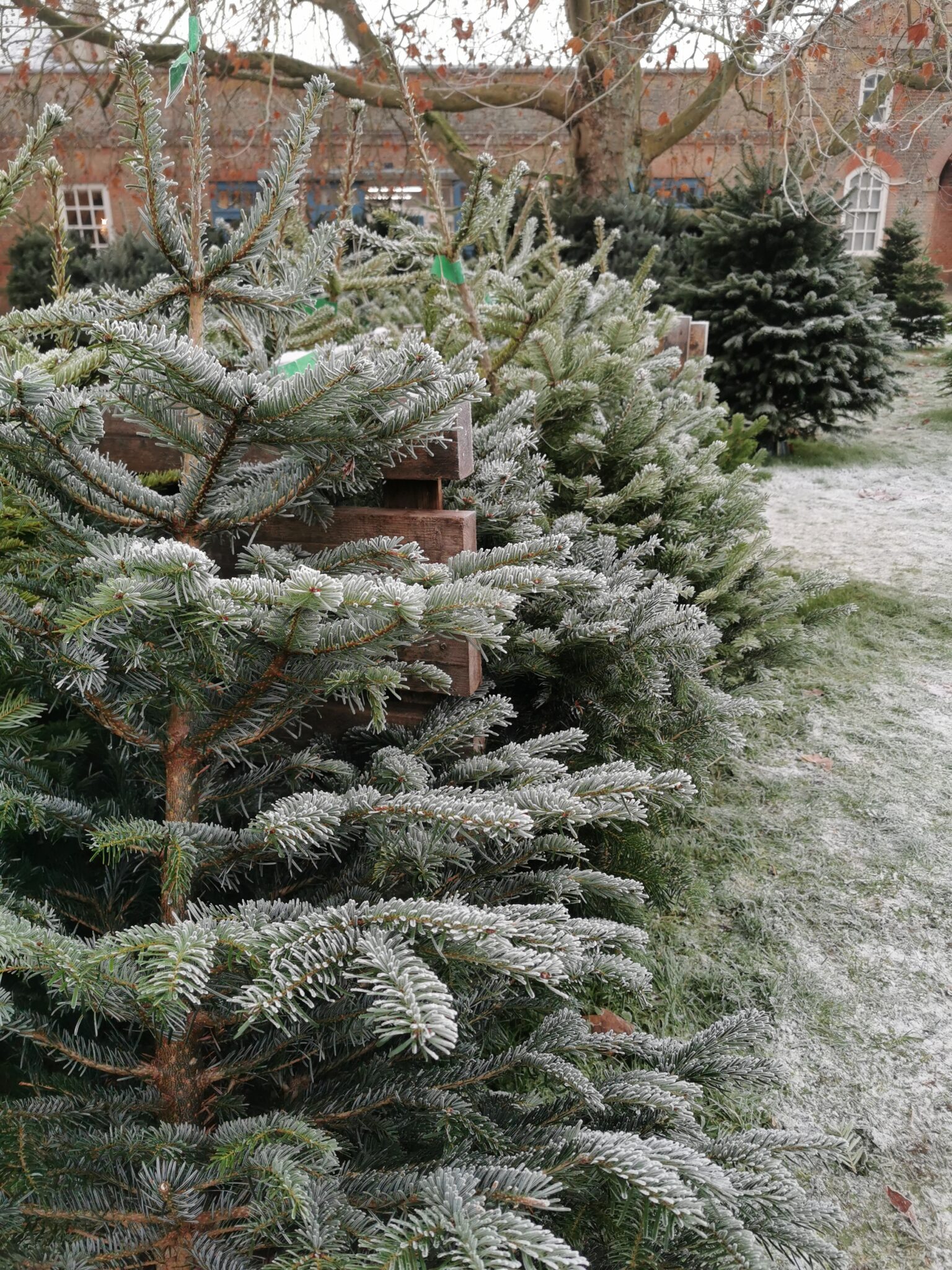 Claydon Courtyard The Perfect Place to Buy Your Christmas Tree