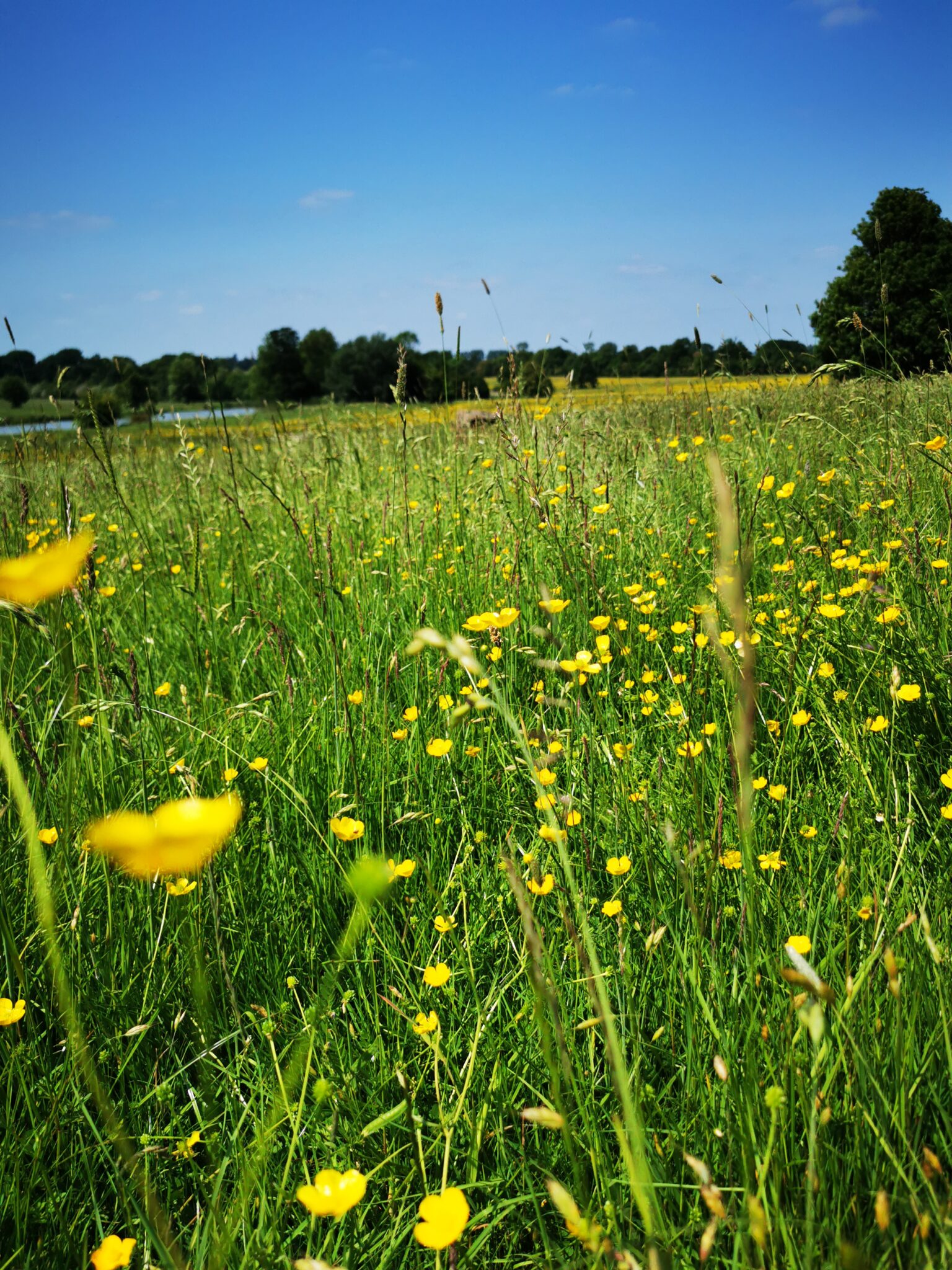 Bernwood Jubilee Way Walk - Claydon Estate