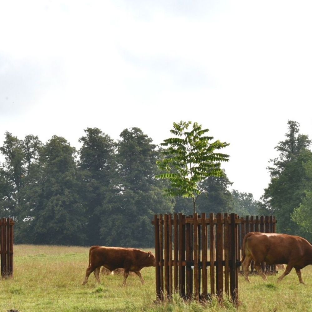 400 years – 400 treesImage 3