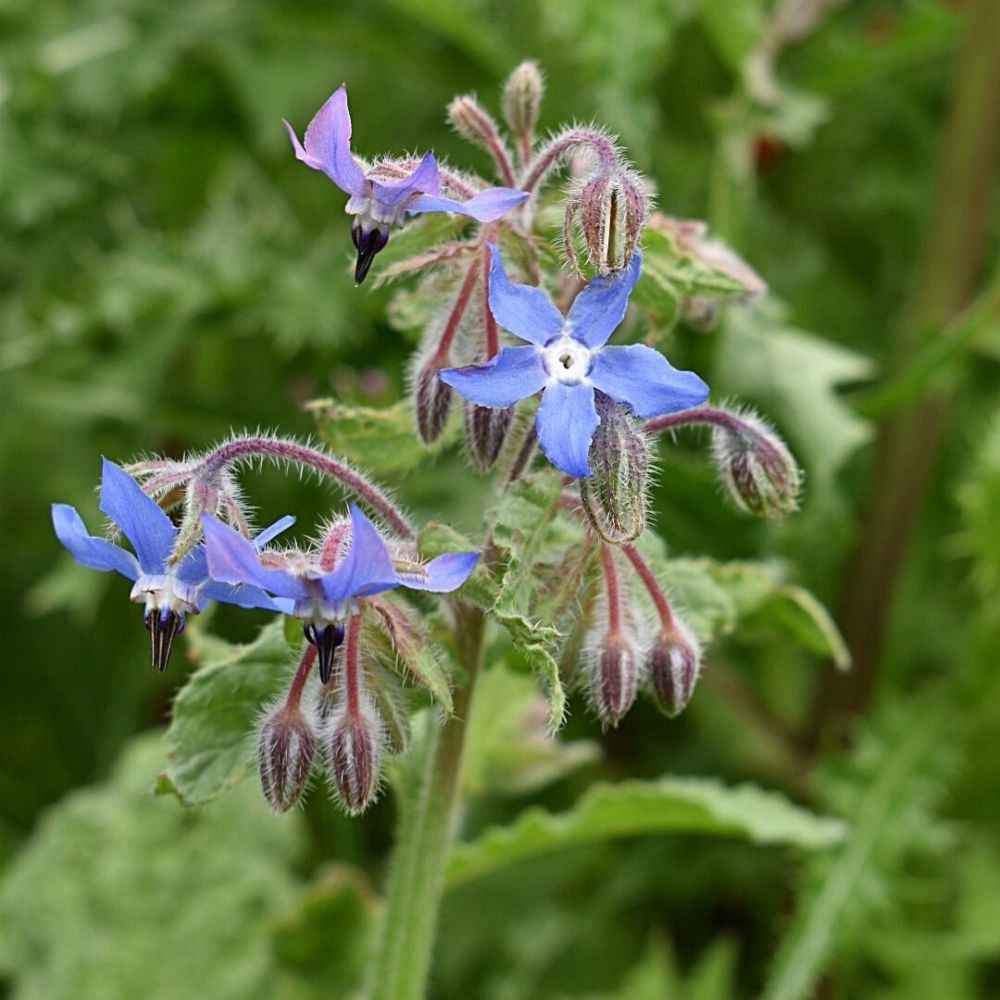 Creating wildflower-rich areasImage 6
