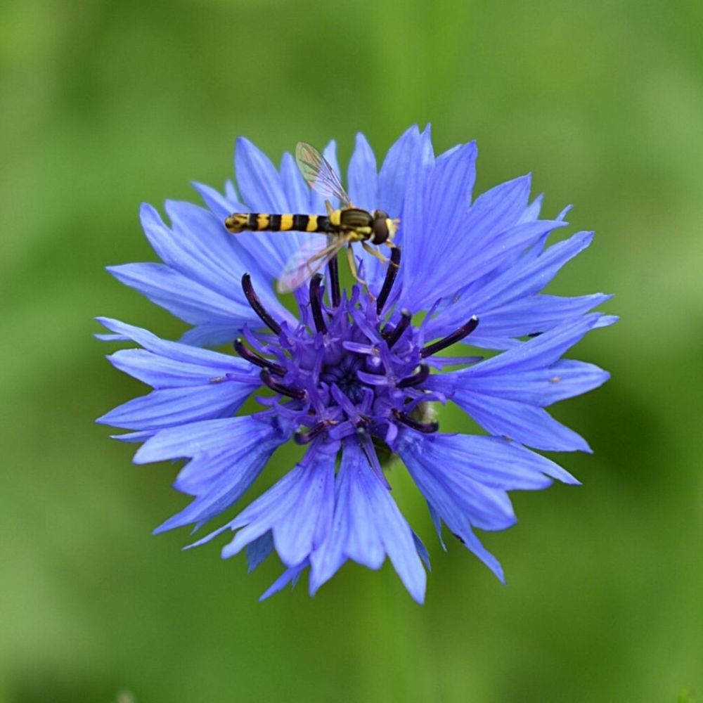 Creating wildflower-rich areasImage 2