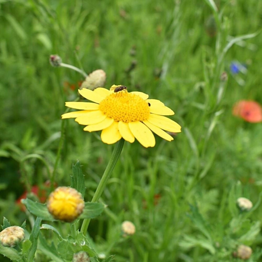 Creating wildflower-rich areasImage 5