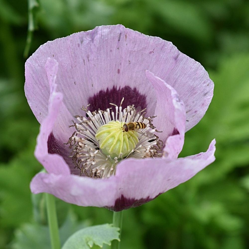 Creating wildflower-rich areasImage 3