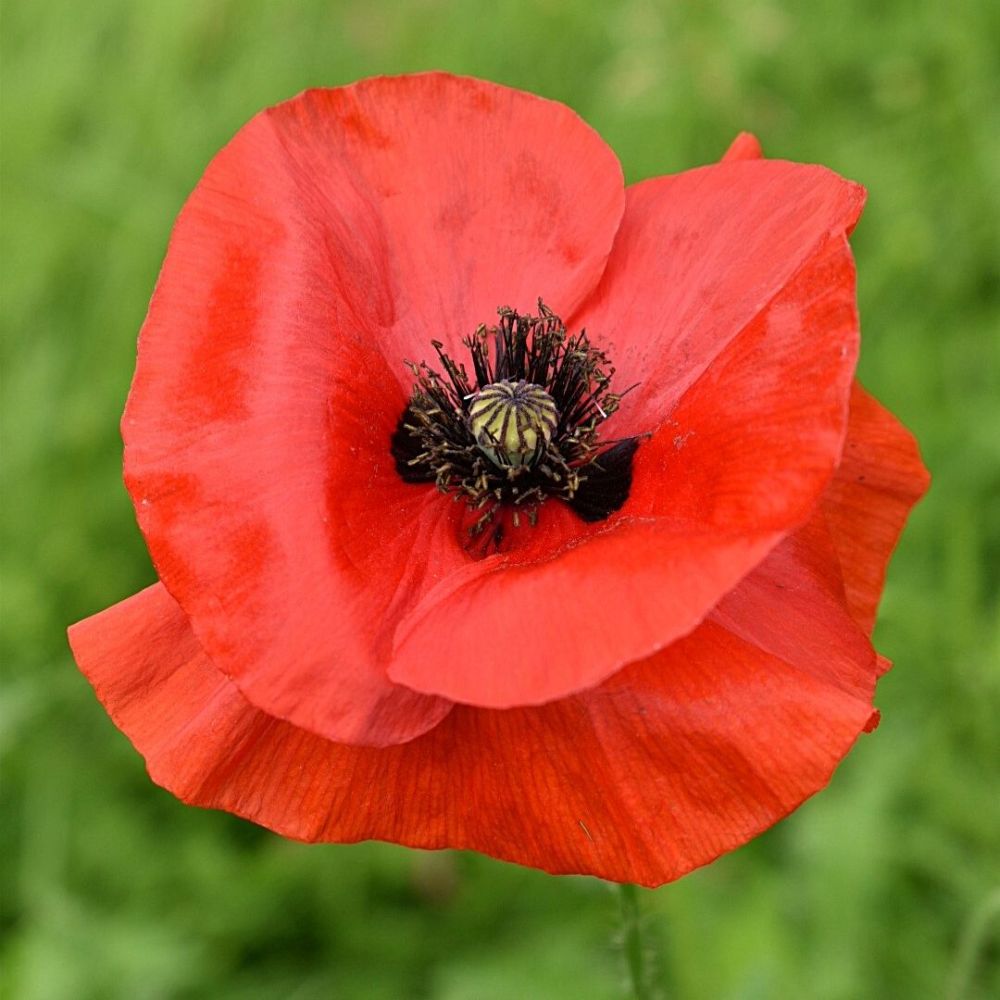Creating wildflower-rich areasImage 4