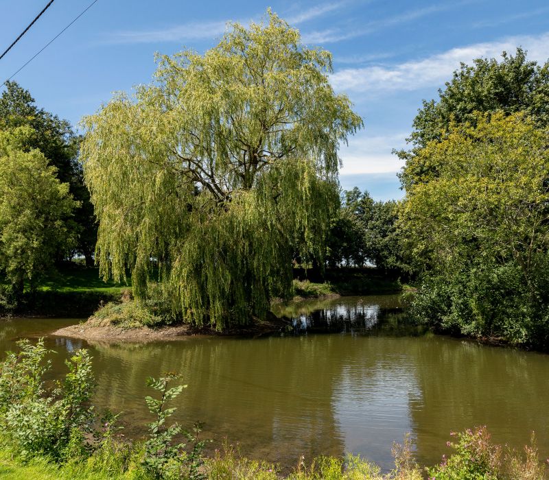 Fishing Picture Island