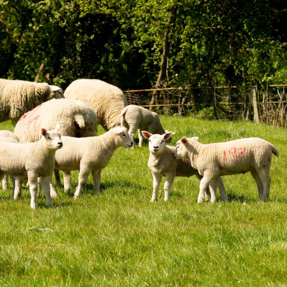 Becoming a member of the Countryside Stewardship SchemeImage 3