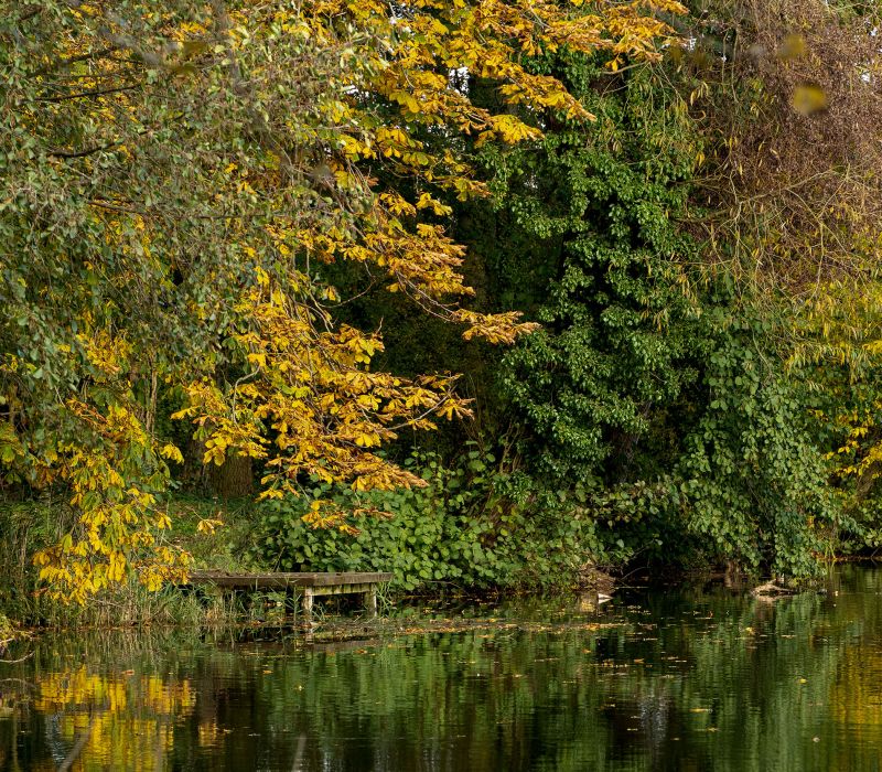 Lake Fishing Picture