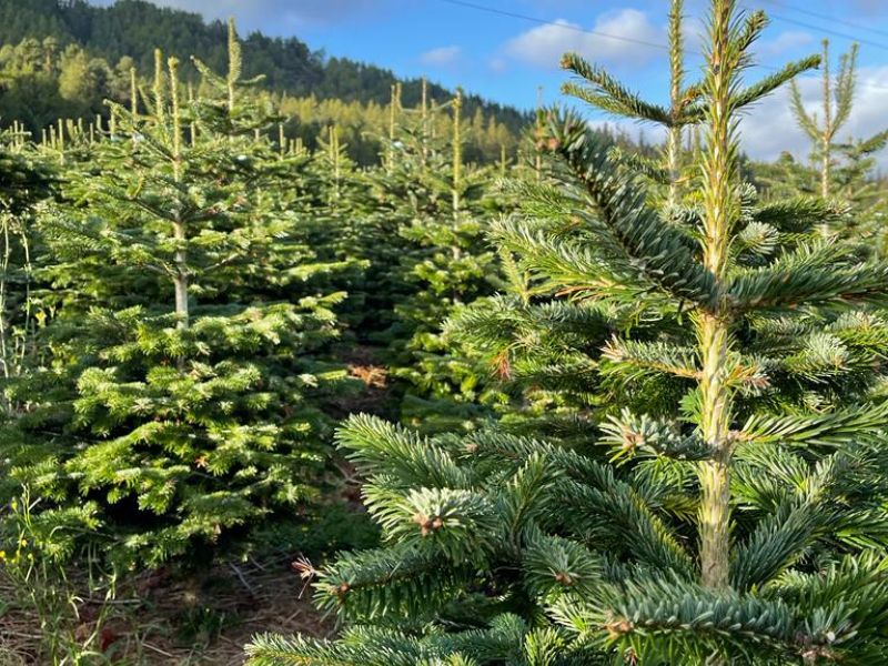 Claydon Courtyard: The Perfect Place to Buy Your Christmas TreeBanner